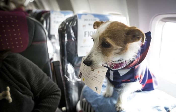 Khi mang thú cưng đi trên chuyến bay Janpan Airlines bạn phải kiểm dịch động vật trong quầy hành lý