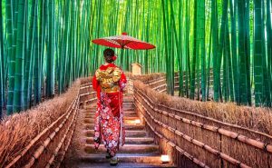 Ngắm nhìn hai khu rừng tiên cảnh nhất Nhật bản