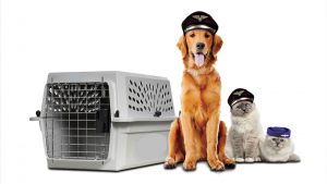 Quy định mang thú cưng lên máy bay của Japan Airlines