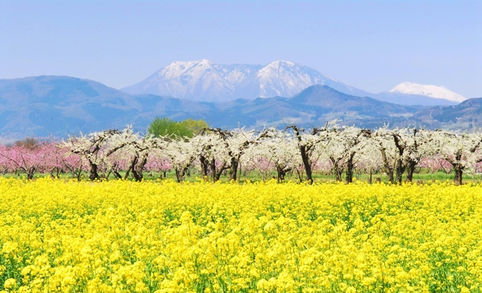 Ngắm cánh đồng hoa cải dầu ở Nhật Bản