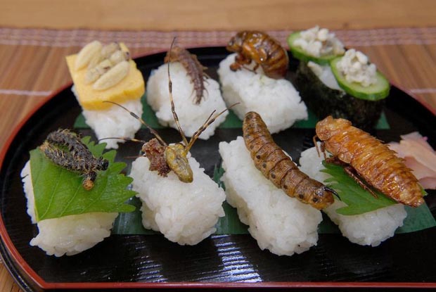 Món sushi côn trùng khiến du khách phát hoảng