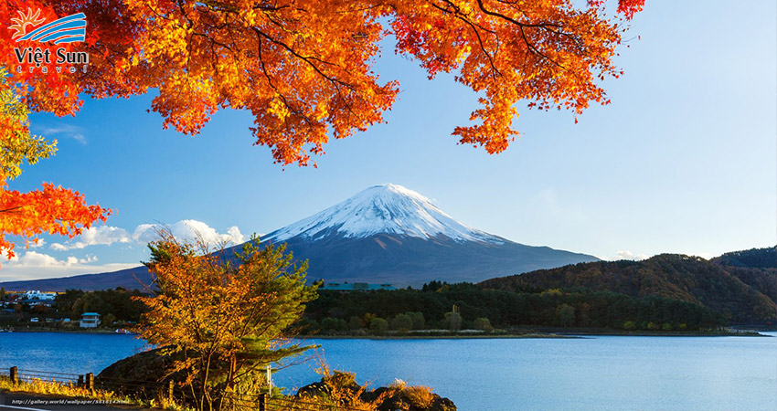 Những cung đường quanh núi Phú Sĩ có những tán cây úa màu cực đẹp