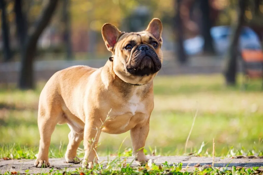 Chó Bulldog Pháp không được Japan Airlines vận chuyển