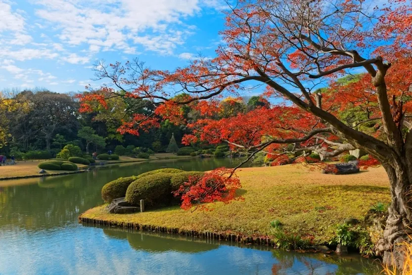 Lá phong đỏ ở Tokyo