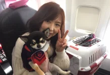 Chó hỗ trợ trên chuyến bay Japan Airlines