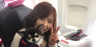 Chó hỗ trợ trên chuyến bay Japan Airlines