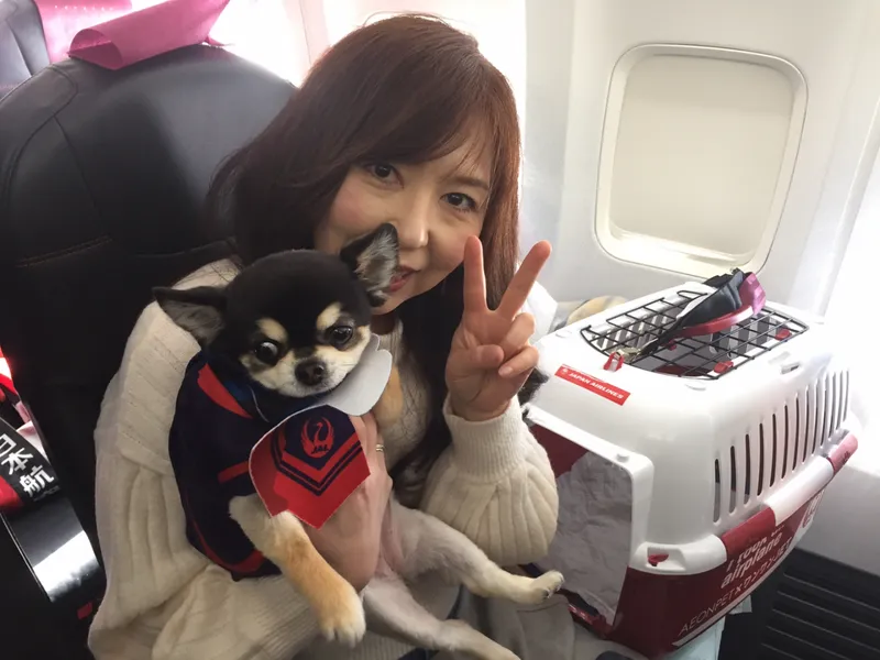 Chó hỗ trợ trên chuyến bay Japan Airlines